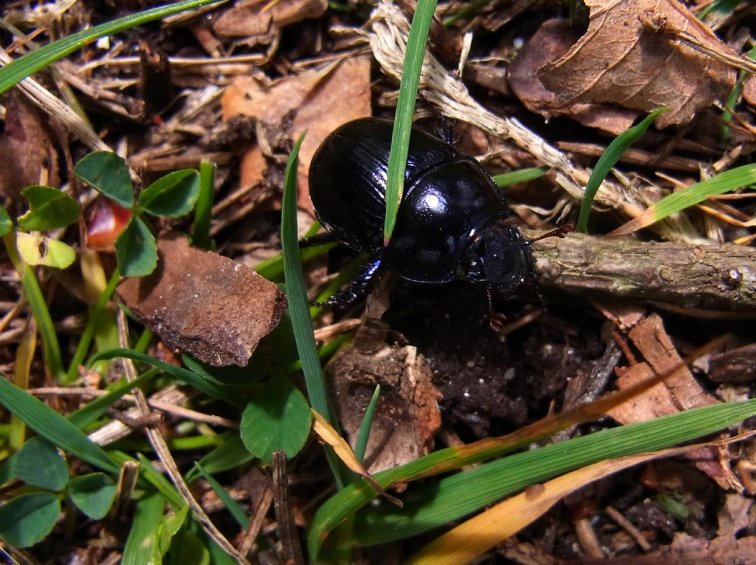 1 of 3 British dung beetles- Dor beetle in metallic purple hue