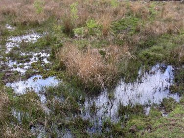 boggy wetland in the New Forest