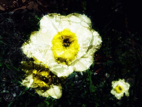 daffodils - snow blind poem