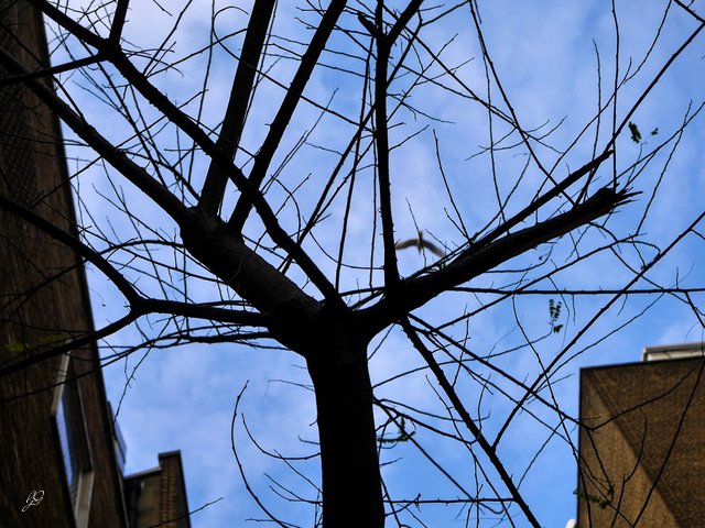 winter_tree_gull