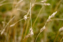 who can resist grasses - if only they would not waver in the wind